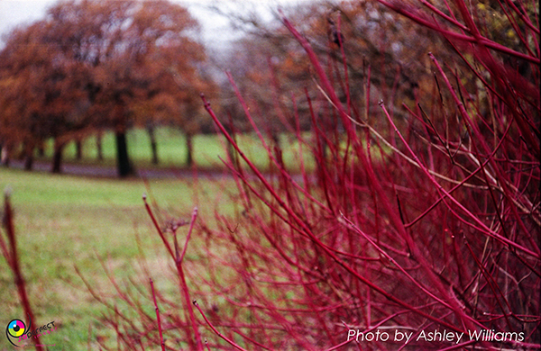 Week 3 of 52, Voigtlander Vitessa 