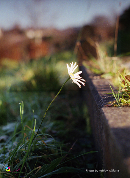 Week 5 of 52, Canon FP | 4.jpg