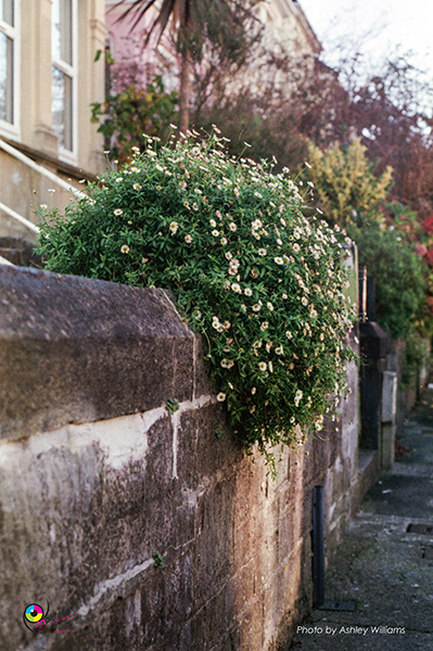 Week 5 of 52, Canon FP | 13.jpg