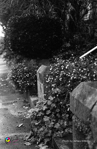 Week 5 of 52, Canon FP | 1-27.jpg