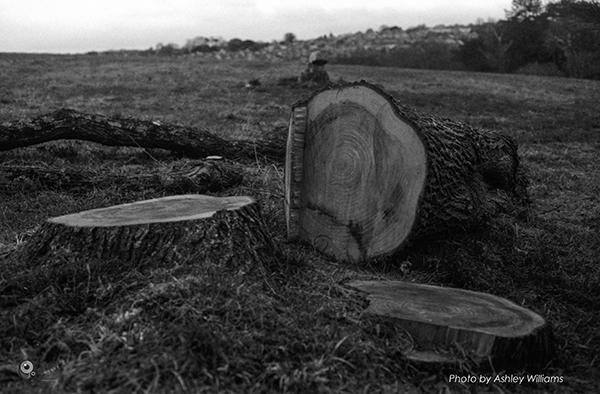 Week 5 of 52, Canon FP | 1-28.jpg
