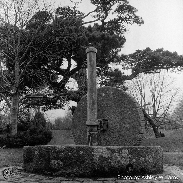 Week 1 revisited  | rolleiflex_4.jpg