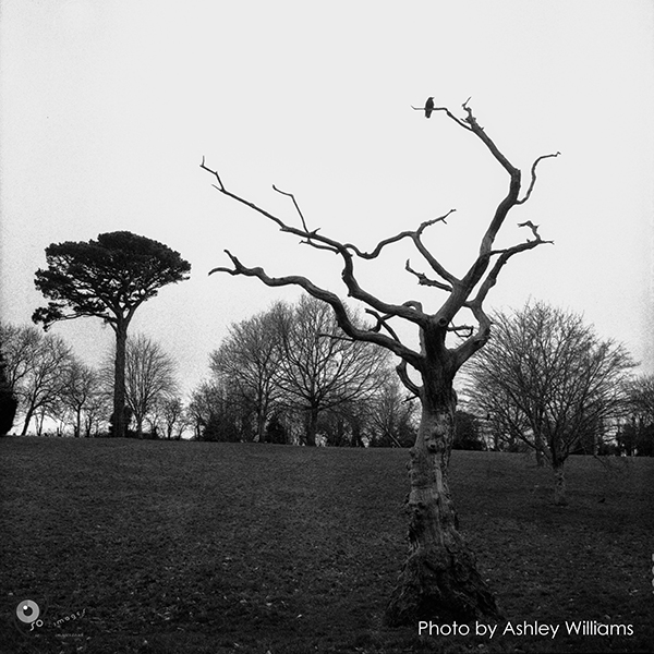 Week 1 revisited  | rolleiflex_2.jpg