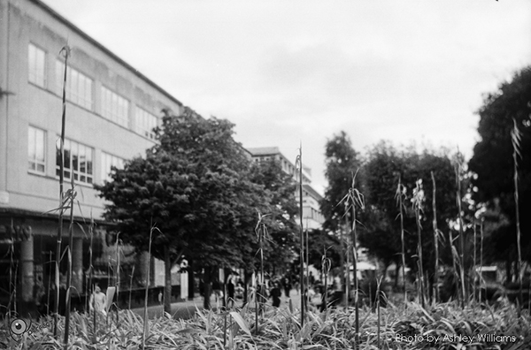 Week 38 of 52, Pentax Spotmatic SP | s20.jpg