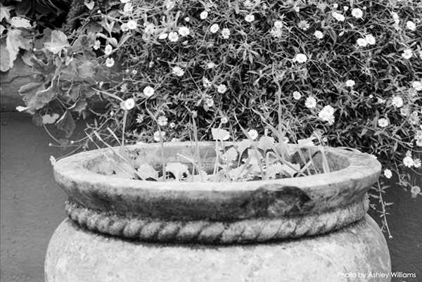 Week 45 of 52, Canon AE-1 | d2.jpg